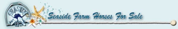 horses for sale
